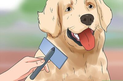 How to Get Your Golden Retriever to Shed Less
