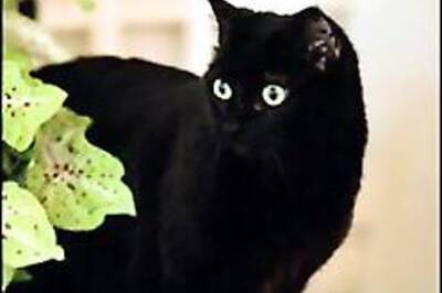 Bush's got India under his bed!