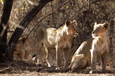PM Modi Credits Community Participation for Increase in Asiatic Lion Population in Gujarat's Gir
