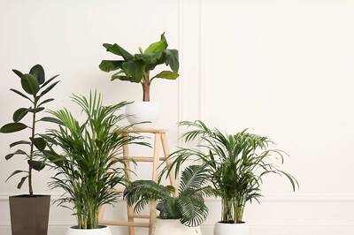 5 Indoor Plants For Good Energy And Happiness; Know Where To Place Them