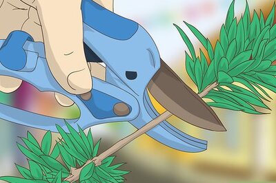 How to Make a Boxwood Wreath