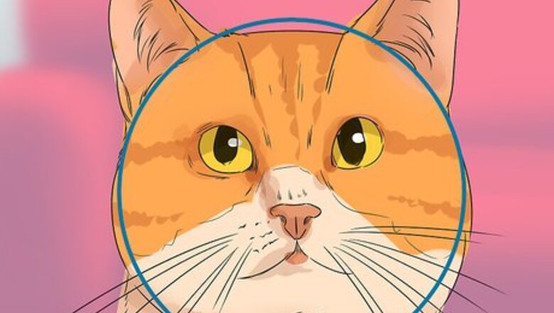 How to Identify a Cymric Cat