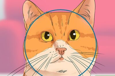 How to Identify a Cymric Cat