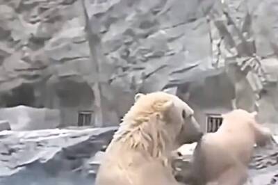 Courageous Mama Bear Saves Cub From Drowning; Video Wins Hearts