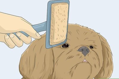 How to Groom a Dog's Face