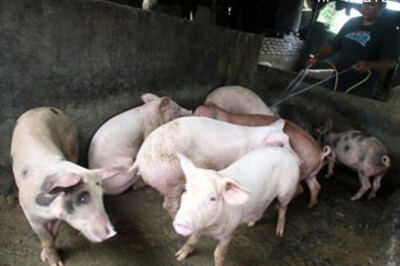 Indian patient struck by swine flu is stable