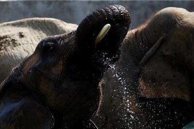 Lockdown Offer: Adopt Cobra @ Rs 2k/Per Annum, Elephant @ Rs 1.75 Lakh at Bengaluru Zoo