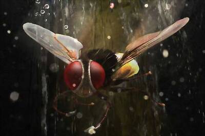 Wanted audience to connect with fly: Pete Draper