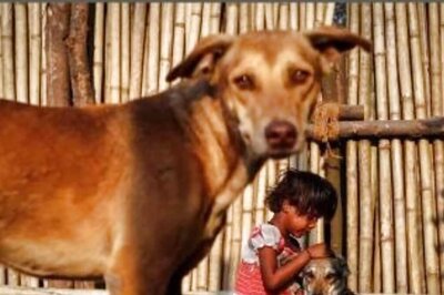 Parvovirus Outbreak Among Dogs in Lucknow