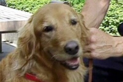 Now dogs get cracking on militants