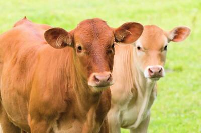 Assam Congress Orders Cattle Fodder for BJP Ally Day After CM Sarma Likens UPPL to Milch Cow