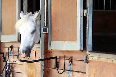 France's Horses Killed In Mysterious Ritual-like Mutilations