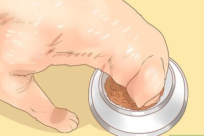 How to Feed and Hydrate a Mother Dog