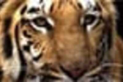 Two wild Tigers get 'Lifetime Achievement Award'