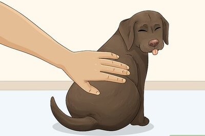 How to Tell If a Puppy Is a Purebred Labrador