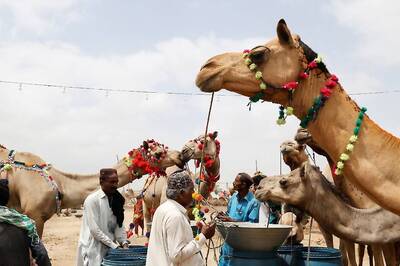 Pakistan: Six Held For Chopping Off Camel's Leg, Who Will Now Receive A Prosthetic Leg