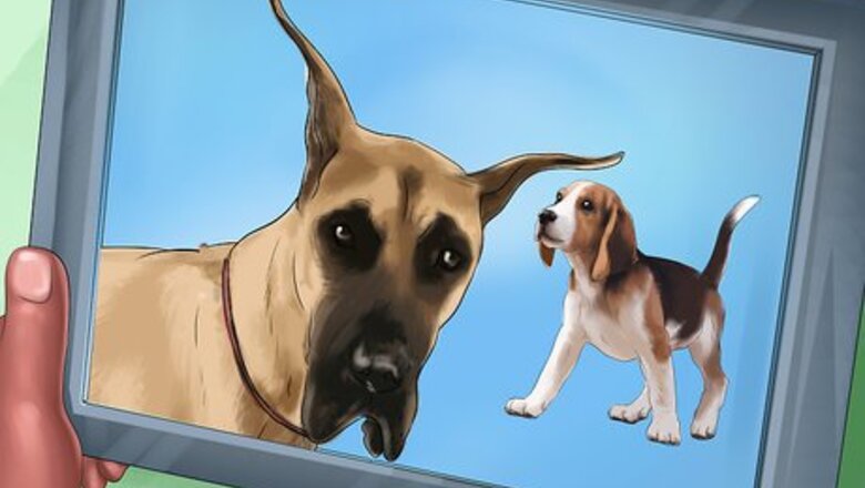 How to Bring up a Gentle and Pleasant Dog