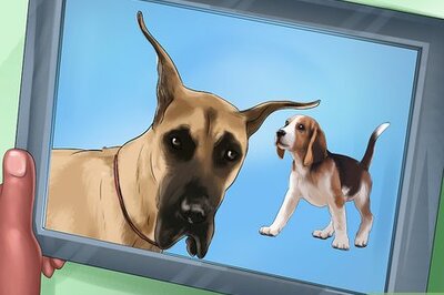 How to Bring up a Gentle and Pleasant Dog