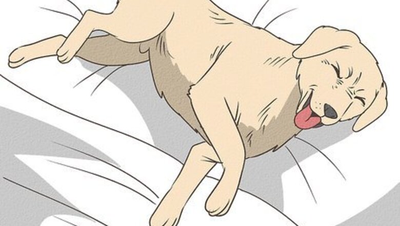 How to Determine if You Should Euthanize Your Dog