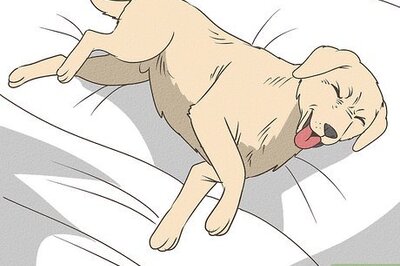 How to Determine if You Should Euthanize Your Dog