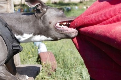 Delhi Man Thrashed, Bitten by Dog for Asking Owner to Keep Pet on Leash