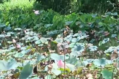 Visiting Thiruvananthapuram? Explore This Lotus Pond At Adayamon