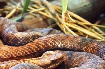 This Country Only Has One Species Of Venomous Snake