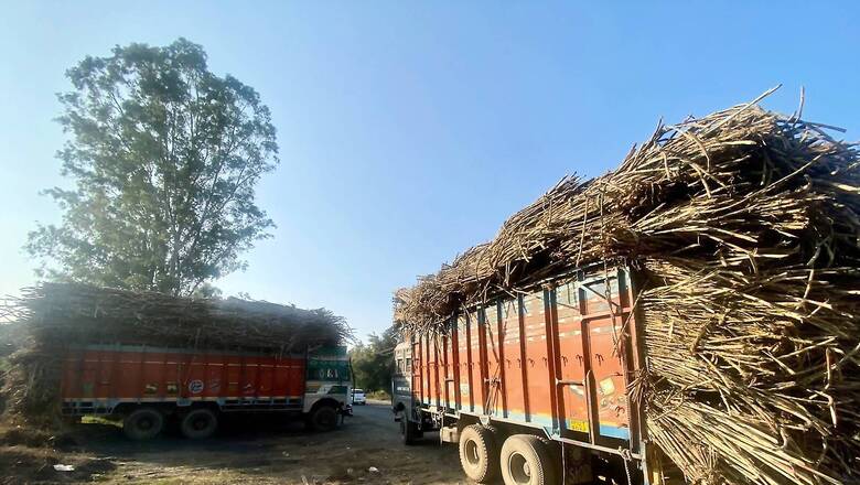 Over 17 Lakh Tonnes Sugarcane Still Lying in Farms Across Maharashtra Despite End of Crushing Season