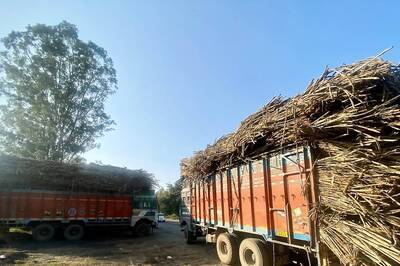 Over 17 Lakh Tonnes Sugarcane Still Lying in Farms Across Maharashtra Despite End of Crushing Season