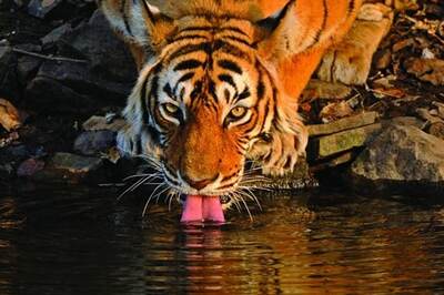 Two tigers at an average are killed per week: WWF