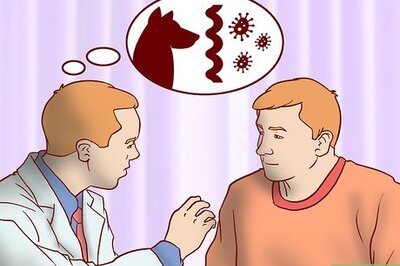 How to Strengthen an Older Dog's Immune System