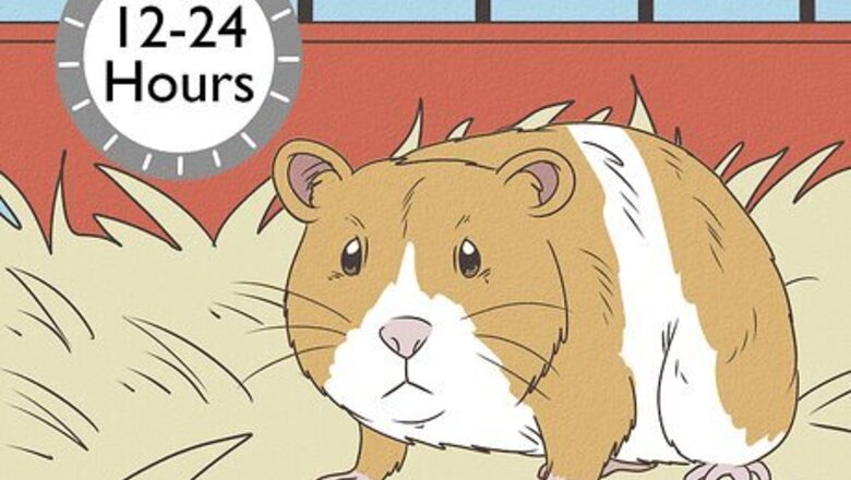 How to Hold a Hamster