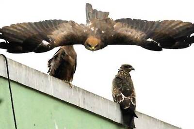 Bangalore: Kites die feeding on city's fatal menu