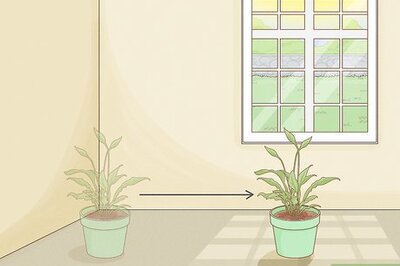How to Take Care of Plants