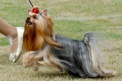 India Bans Import of Dogs for Breeding, Other Commercial Activities