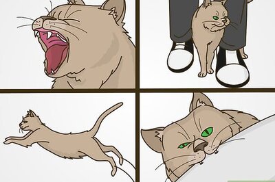 How to Deal with Attention Seeking Behavior in Cats