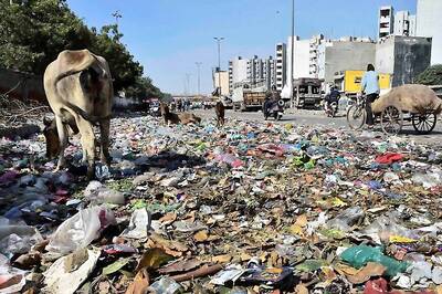 Haryana to Build Cow Homes For Stray Cattle