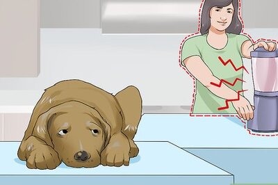 How to Handle New Noise Phobias in Older Dogs
