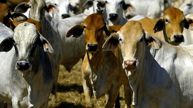 Led by BJP MLA, Gau Rakshaks Stop Truck Transporting 60 Cows for Slaughtering in Telangana