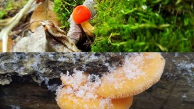 How to Study the Features of a Mushroom