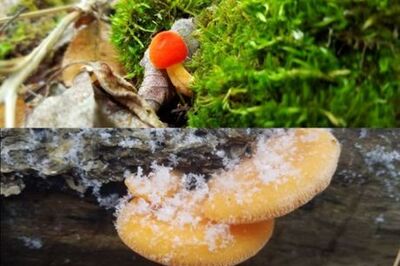 How to Study the Features of a Mushroom