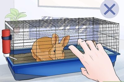 How to Stop a Rabbit's Biting Habit
