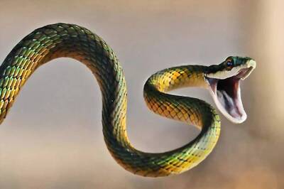 International Racket Dealing in Snake Venom Busted in Malda