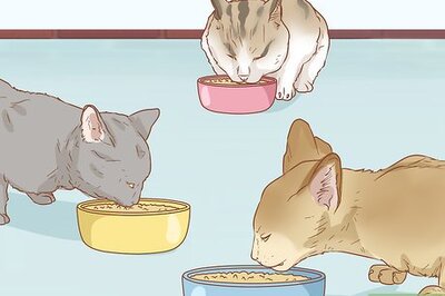 How to Peacefully Feed Cats in Multi‐Cat Households