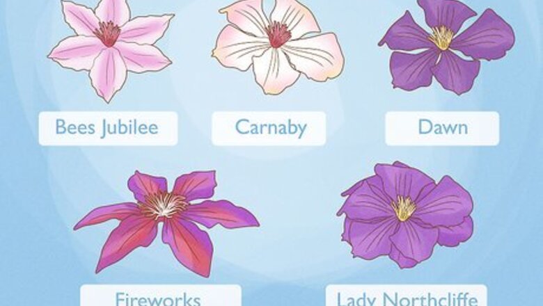 How to Grow Clematis in Pots