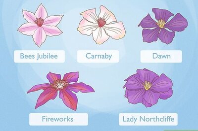 How to Grow Clematis in Pots