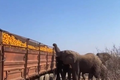 Watch: Elephants Collect ‘Jungle Tax’ After Truck Breaks Down