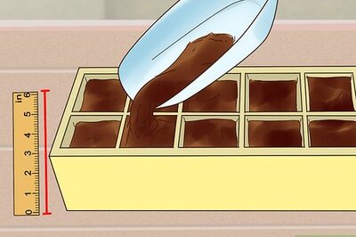 How to Grow Kale Indoors