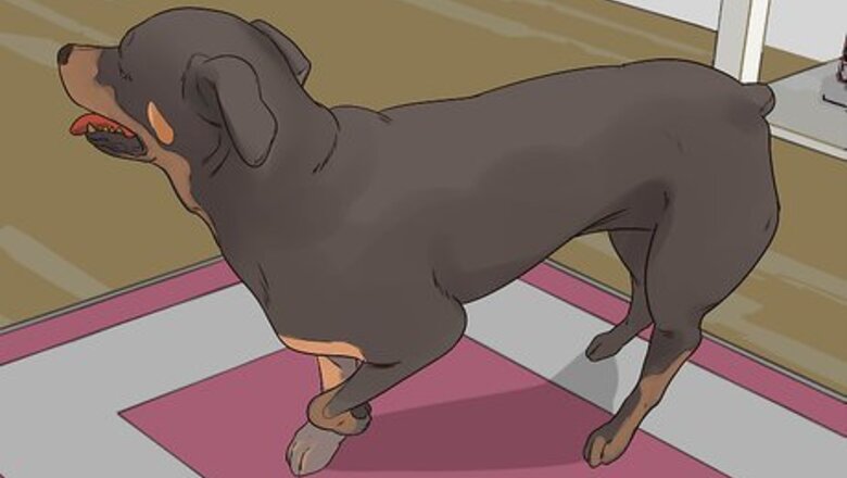 How to Treat Arthritis in Rottweilers