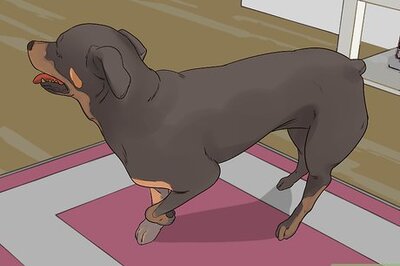 How to Treat Arthritis in Rottweilers